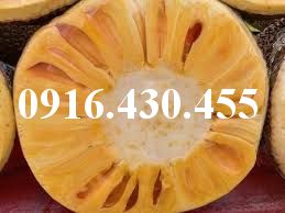 Cây giống mít thái
